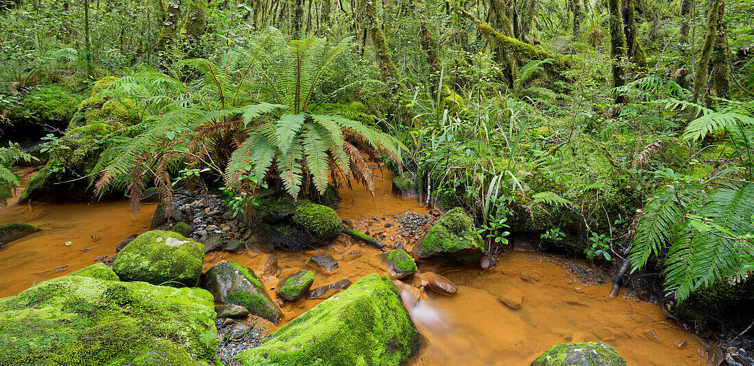 Forest with ferns and stream, Fiordland National park, Southland, South Island, New Zealand