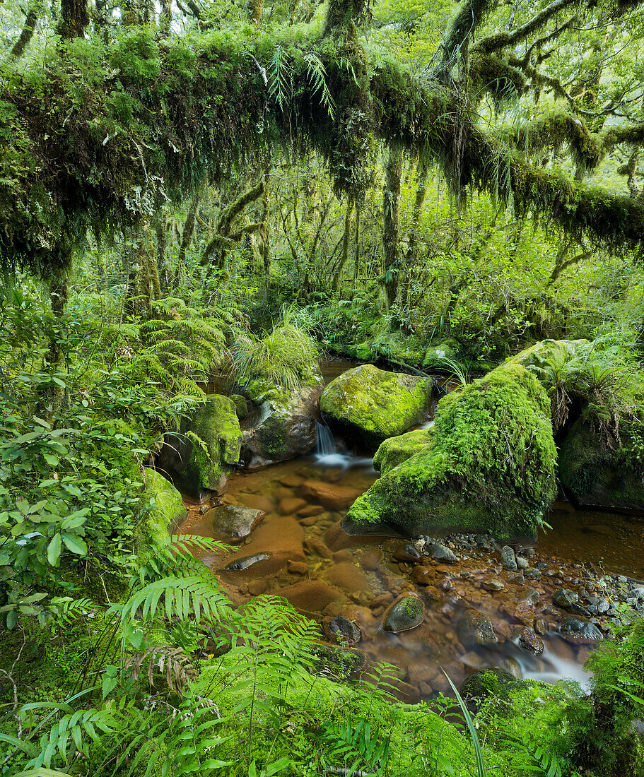 Wald, Farne, Moos, Bach, Fiordland Nationalpark, Southland, Südinsel, Neuseeland