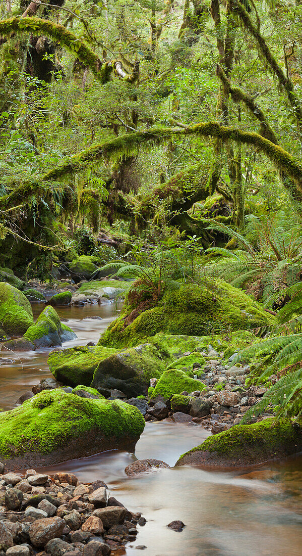 Wald, Farne, Moos, Bach, Fiordland Nationalpark, Southland, Südinsel, Neuseeland