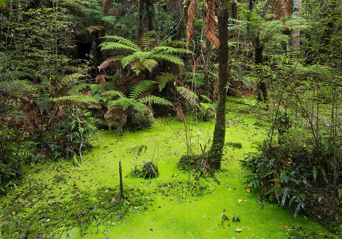 Papatowai Top Track, Forest and ferns, Catlins, Otago, South Island, New Zealand