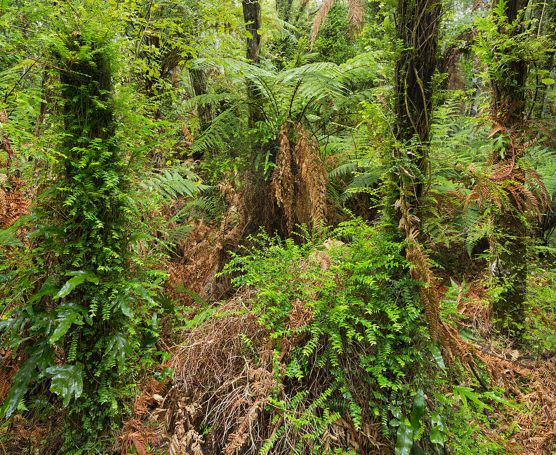 Papatowai Top Track, Forest and ferns, Otago, South Island, New Zealand