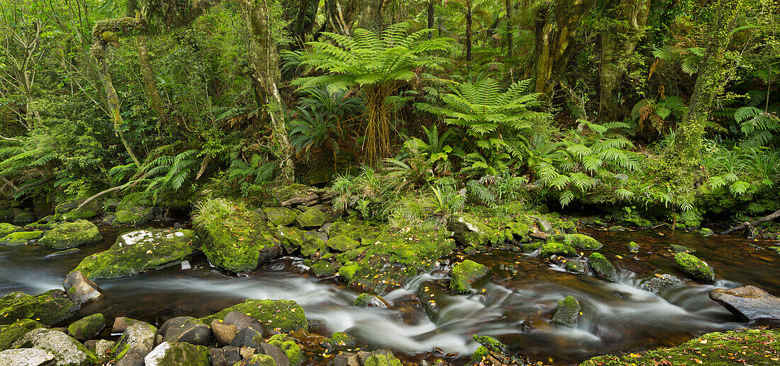 McLean Creek, Catlins, Southland, South Island, New Zealand