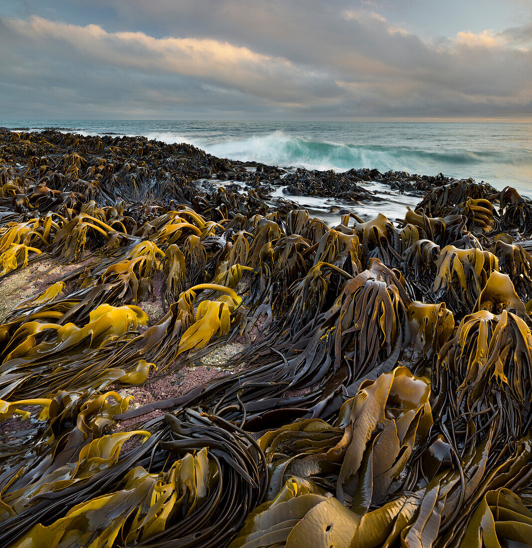 Seaweed on the Waipapa coast, Catlins, Southland, South Island, New Zealand