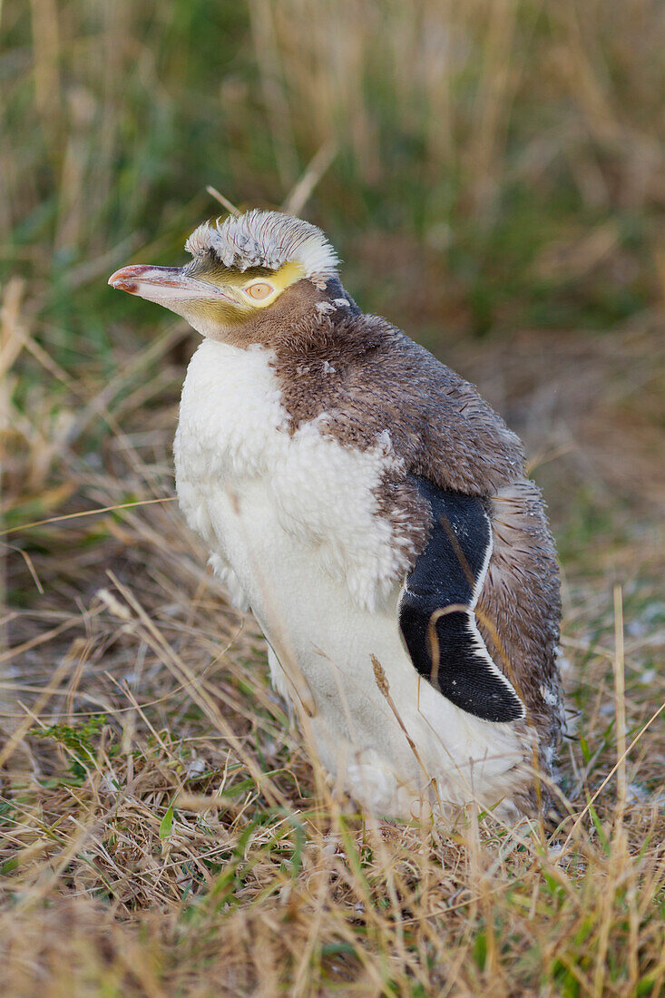 Gelbaugenpinguin (Megadyptes antipodes), Moeraki, Otago, Südinsel, Neuseeland