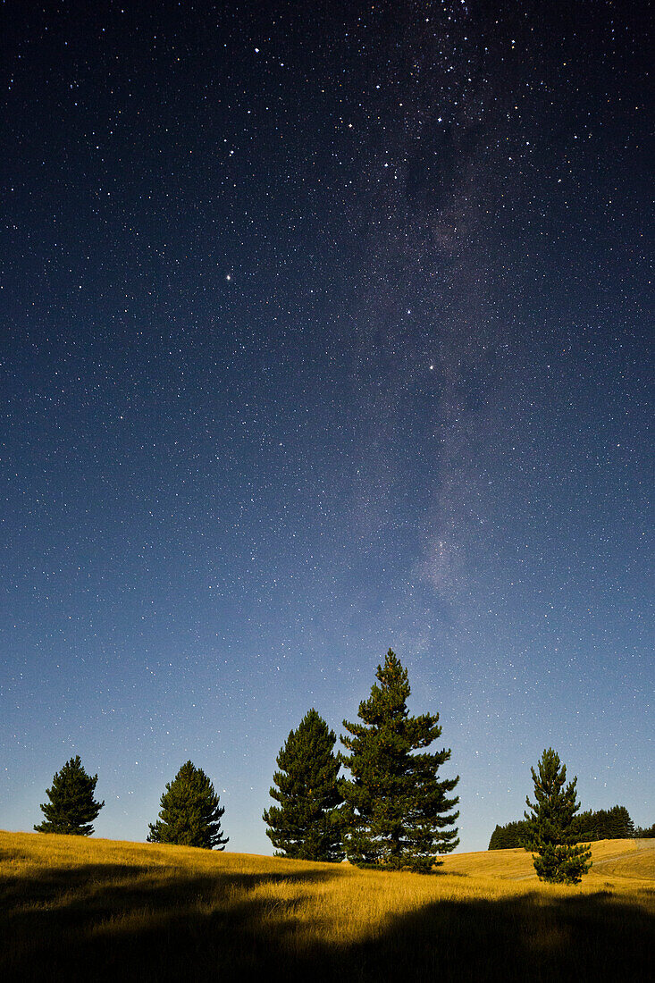 Bäume im Mondlicht, Sternenhimmel, Otago, Südinsel, Neuseeland
