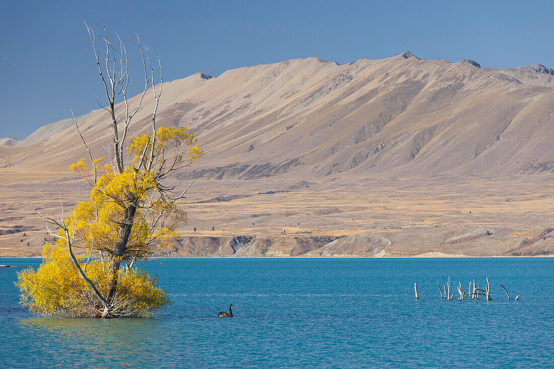 Lake Tekapo, Canterbury, South Island, New Zealand