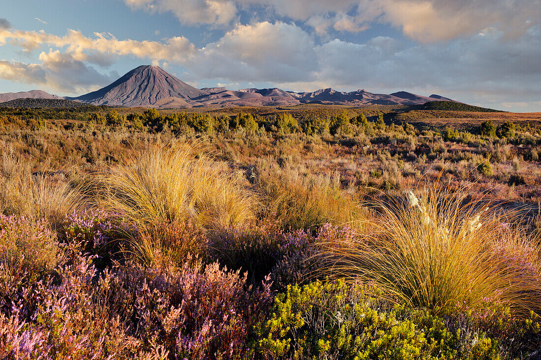 Vegetation, Mount Ngauruhoe, Tongariro Nationalpark, Manawatu-Manganui, Nordinsel, Neuseeland