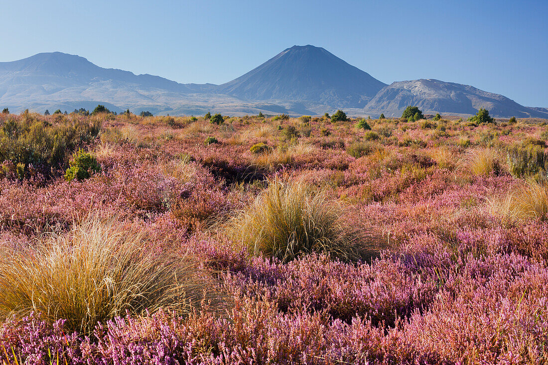 Mount Ngauruhoe, blühende Heidekräuter (Ericaceae), Tongariro Nationalpark, Manawatu-Manganui, Nordinsel, Neuseeland