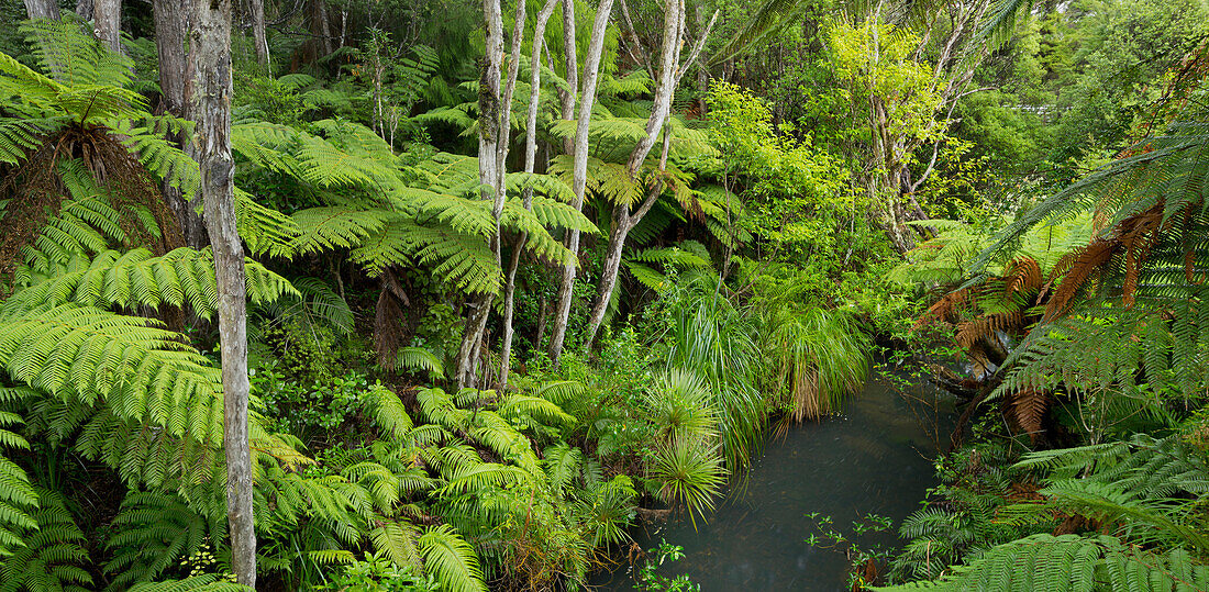 Baumfarne, Auckland Sentennial Park, Piha, Auckland, Nordinsel, Neuseeland