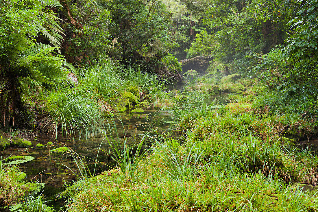 Rainforest, Omanawa Gorge, Bay of Plenty, North Island, New Zealand