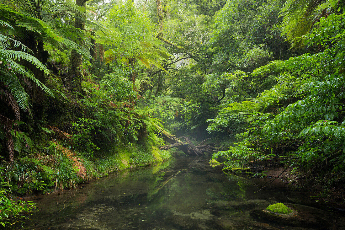 Regenwald, Omanawa Gorge, Bay of Plenty, Nordinsel, Neuseeland