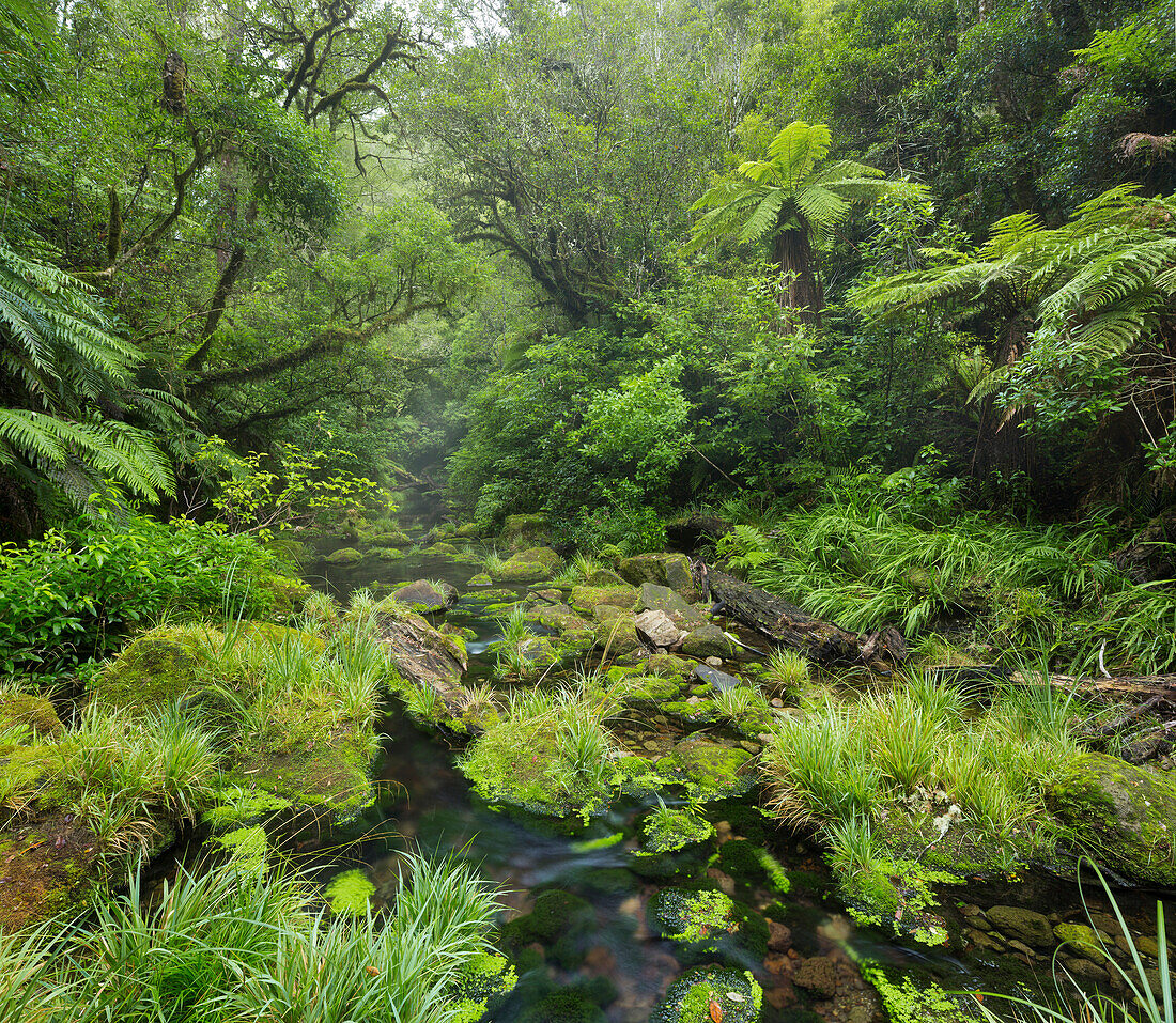 Regenwald, Omanawa Gorge, Bay of Plenty, Nordinsel, Neuseeland