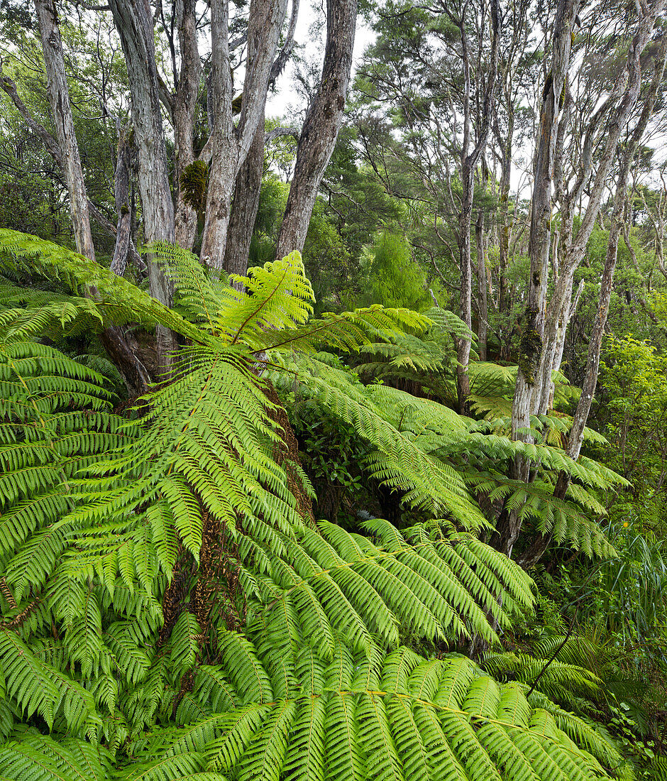 Ferns in Auckland Sentennial Park, Piha, Auckland, North Island, New Zealand