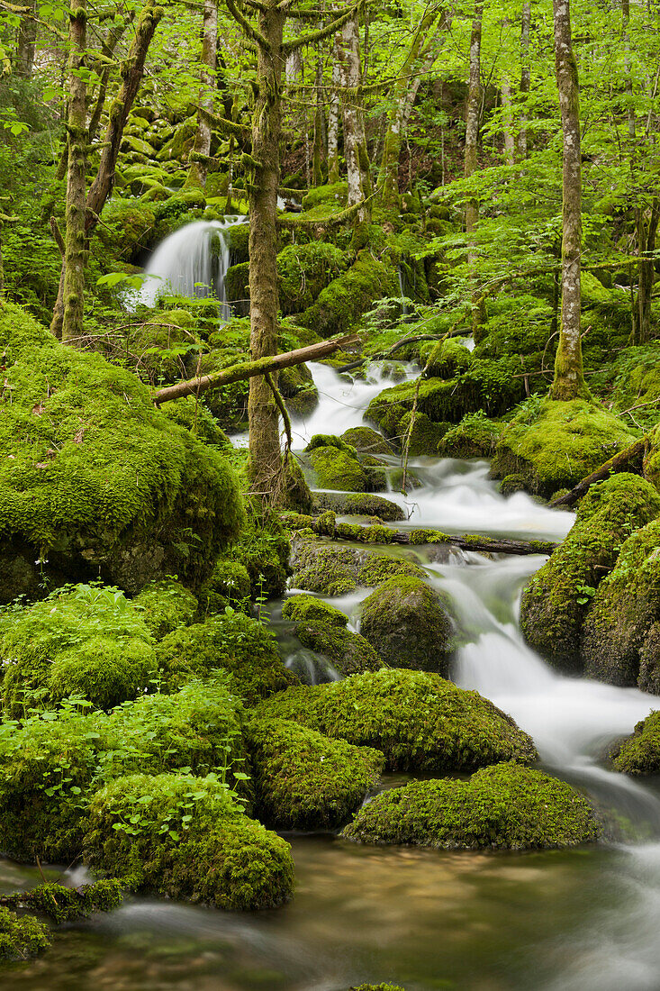 moosbedeckte Steine, Zufluss der Orbe, Vallorbe, Waadt, Schweiz