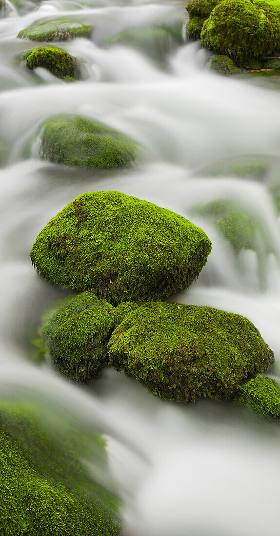 moosbedeckte Steine, Zufluss der Orbe, Vallorbe, Waadt, Schweiz