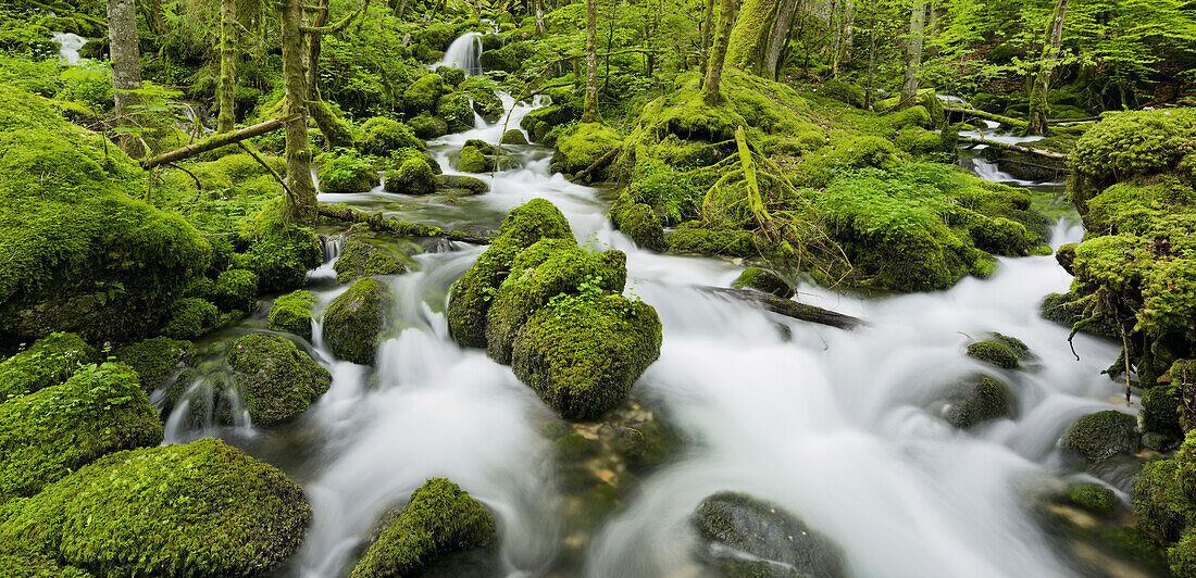 moosbedeckte Steine, Zufluss der Orbe, Vallorbe, Waadt, Schweiz