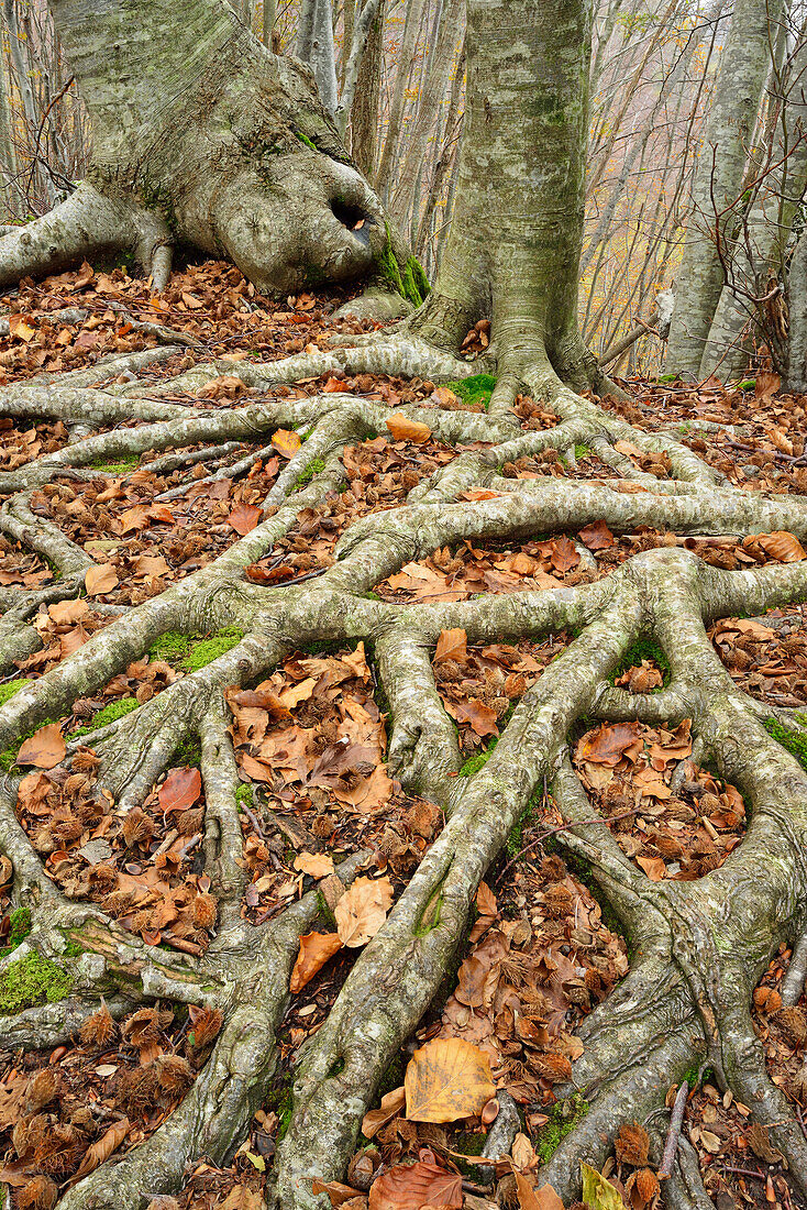 Beech trees roots on forest floor, Tuskany, Italy