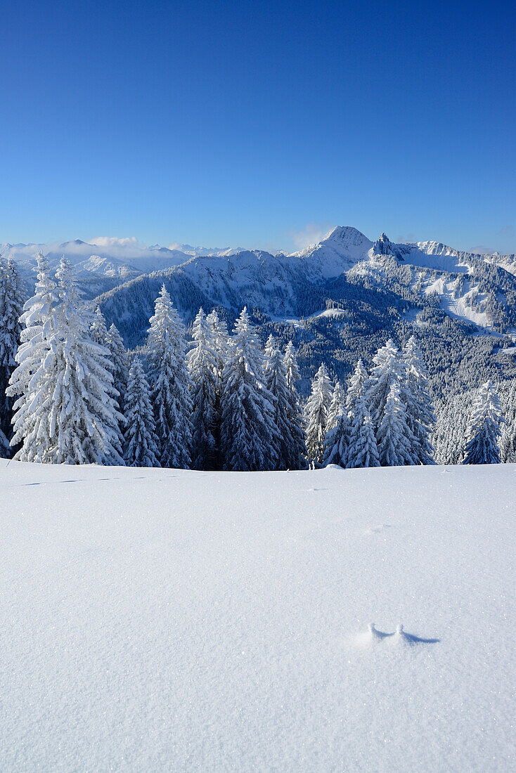 Winterwald mit Risserkogel und Blankenstein im Hintergrund, Roßkopf, Bayerische Voralpen, Oberbayern, Bayern, Deutschland
