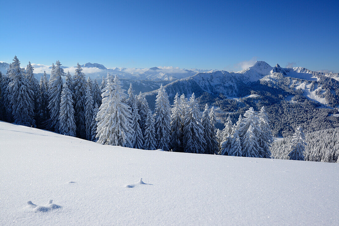 Snow-covered trees in front of mountain scenery, Rosskopf, Bavarian Prealps, Upper Bavaria, Germany