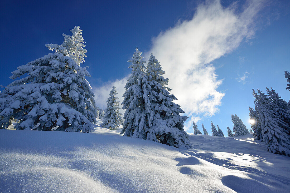 Schneebedeckte Nadelbäume, Bayerische Alpen, Oberbayern, Bayern, Deutschland