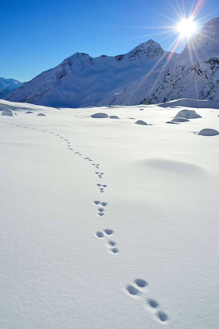 Tracks of a rabbit in snow, Pflersch valley, Stubai Alps, South Tyrol, Italy