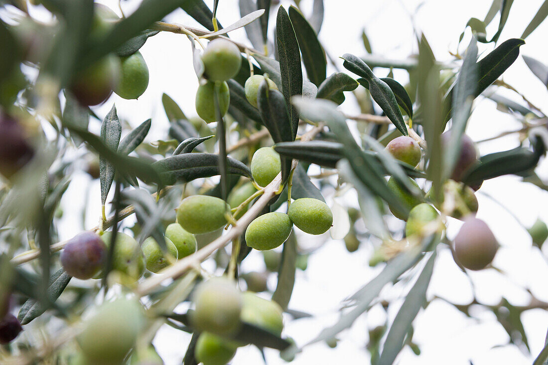 Olives, Laigueglia, Province of Savona, Riviera di Ponente, Liguria, Italy
