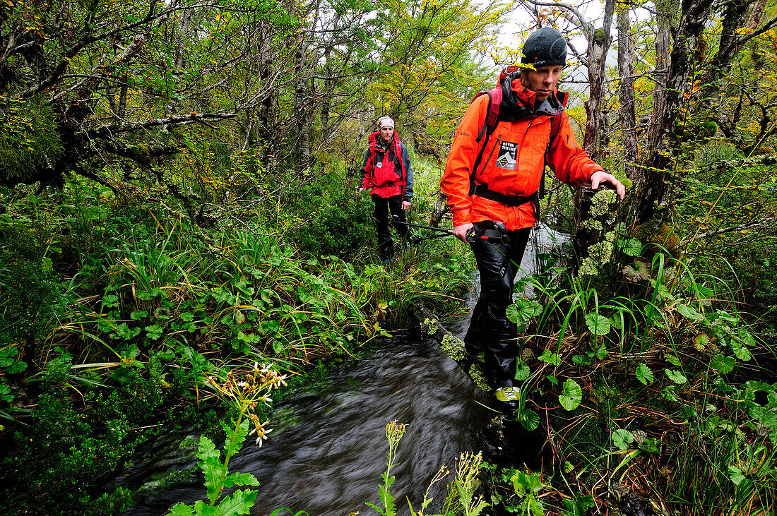 Two mountaineers passing a rainforest at the foot of Monte Sarmiento, Tierra del Fuego, Chile