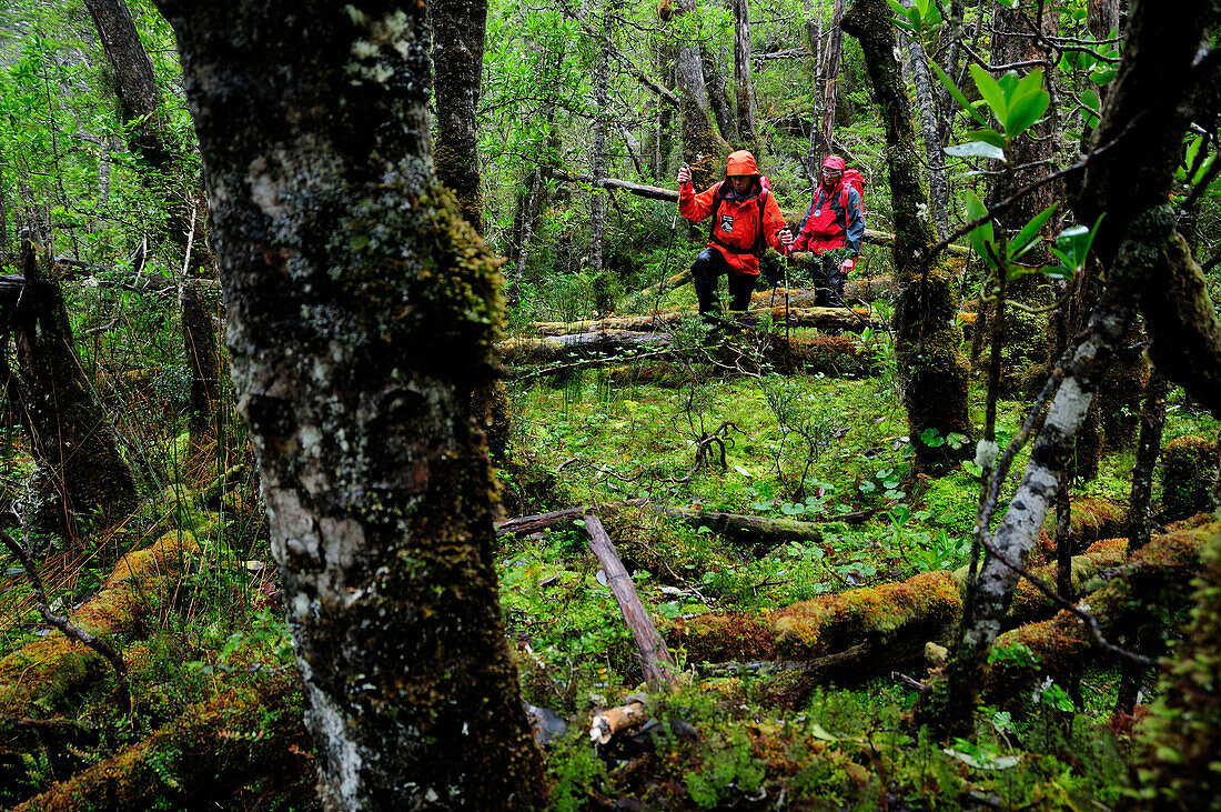 Two mountaineers passing rainforest at the foot of Monte Sarmiento, Tierra del Fuego, Chile