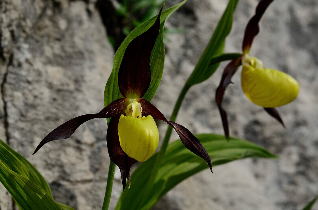 Lady's-slipper orchid, Val Brentei, Brenta Dolomites, Trentino, Italien