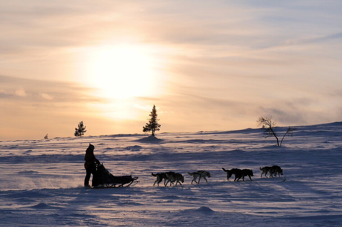 Dog-sled ride at Avvakko, Lapland, Sweden