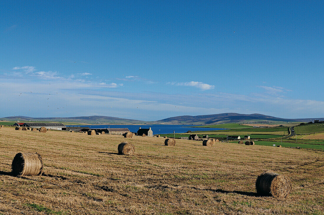 Field with rolls of straw, Mainland, Orkney Islands, Scotland, Great Britain