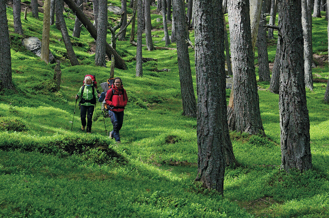 Wanderer im Wald Caledonian Forest, Cairngorms Nationalpark, Highlands, Schottland, Großbritannien