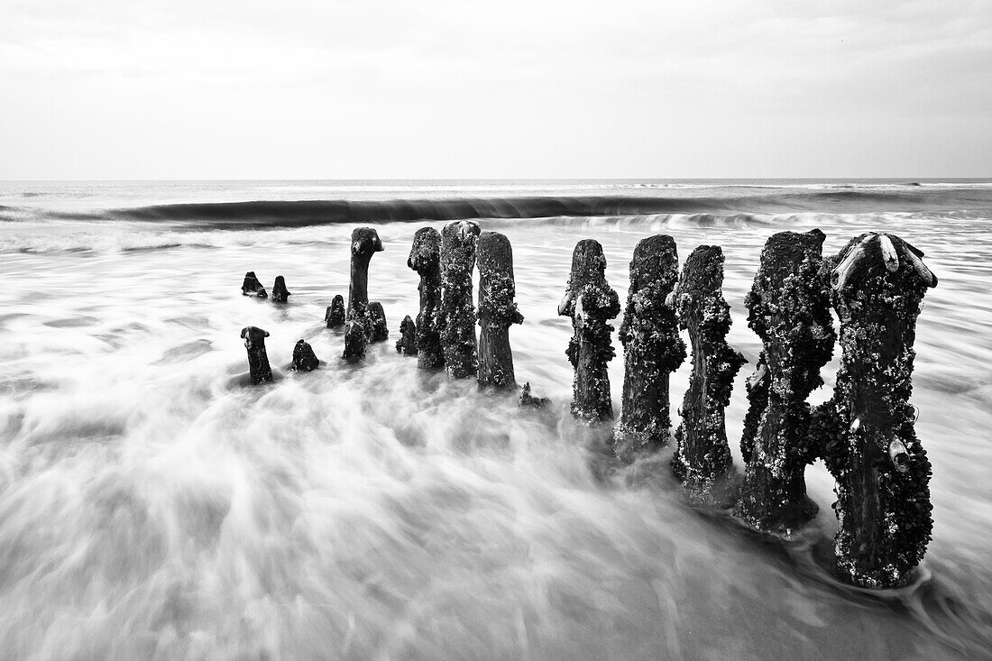 Groynes in the sea in the evening, North sea, Kampen, Sylt, Schleswig-Holstein, Germany