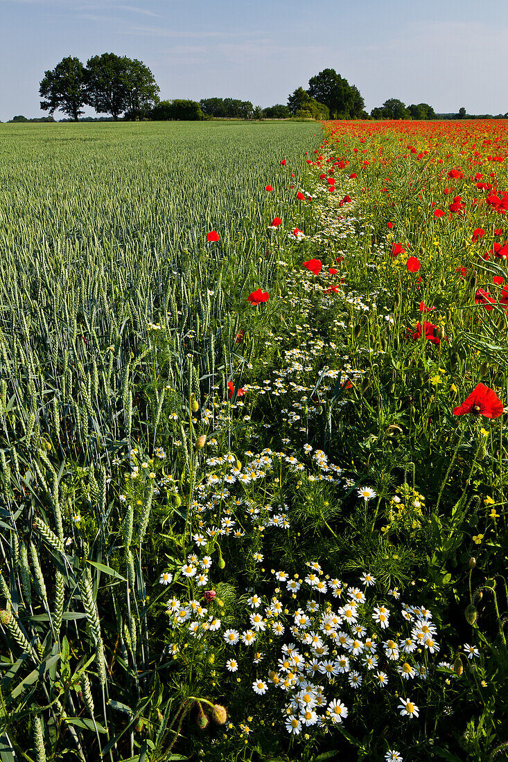 Poppies in a cornfield, Ploen, Schleswig-Holstein, Germany