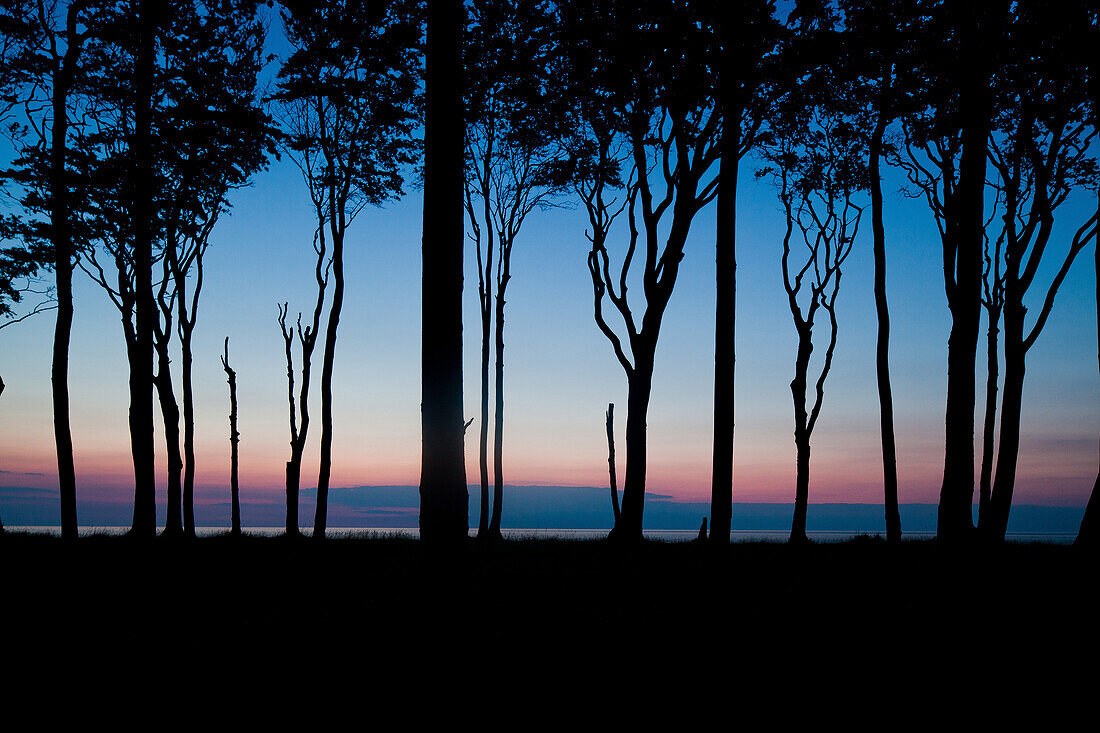 Trees in evening light, Ghost Forest, Gespensterwald, Baltic Sea, Nienhagen, Mecklenburg-Vorpommern, Germany