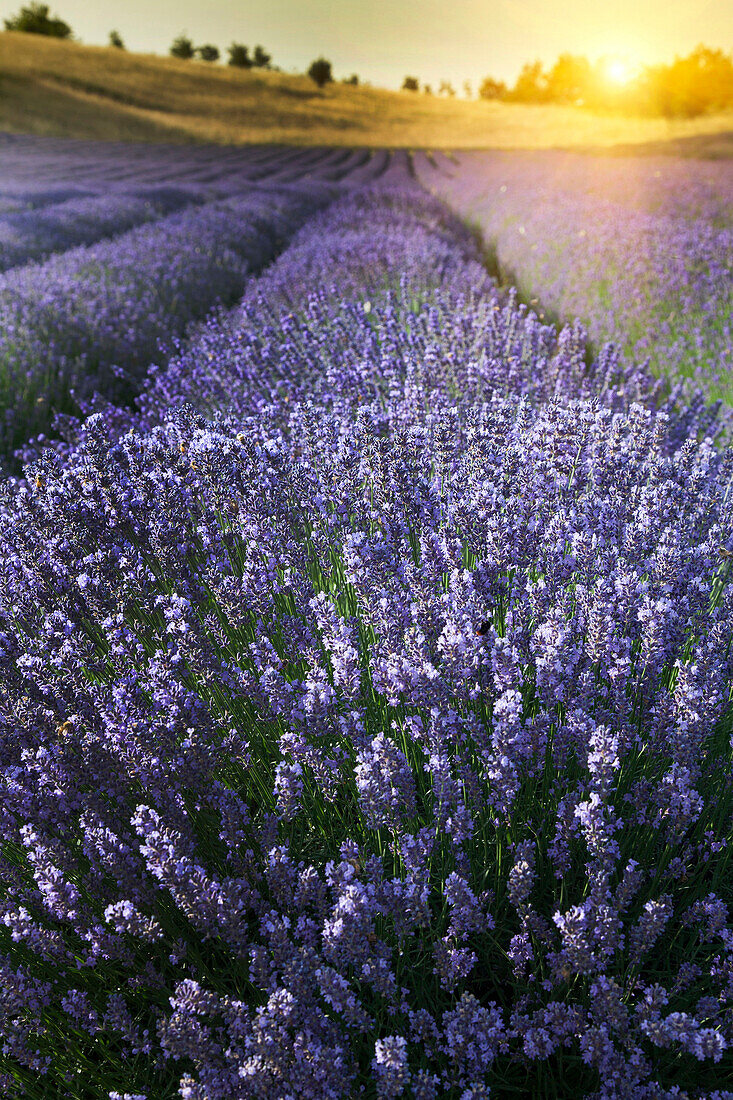 Close up of lavender crops in field, siena, italy, Tuscany