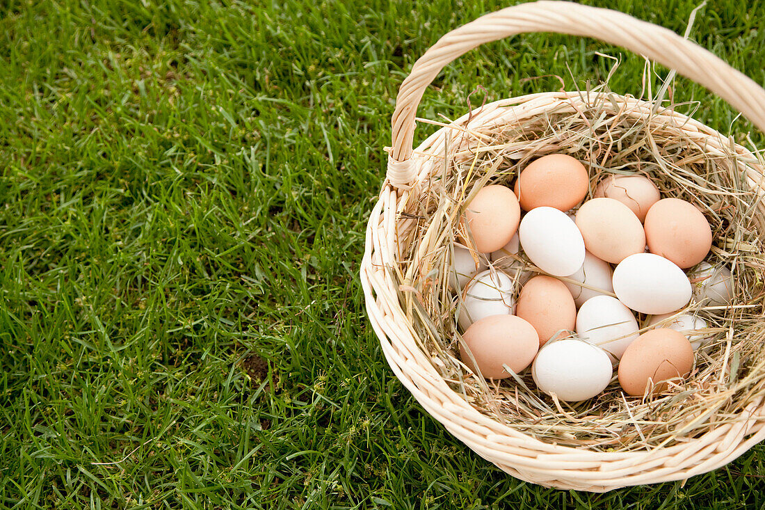 Basket of Eggs in the Grass, Chilliwack, BC, Canada