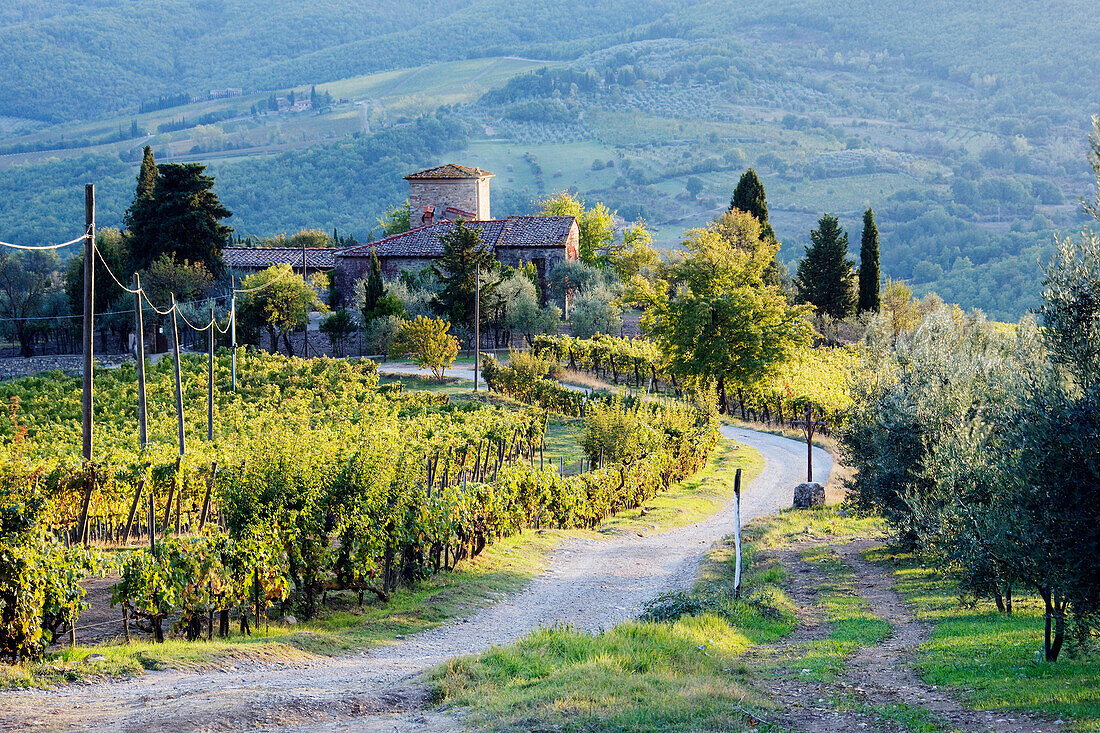 Vineyards and Farmhouse, Panzano, Tuscany, Italy
