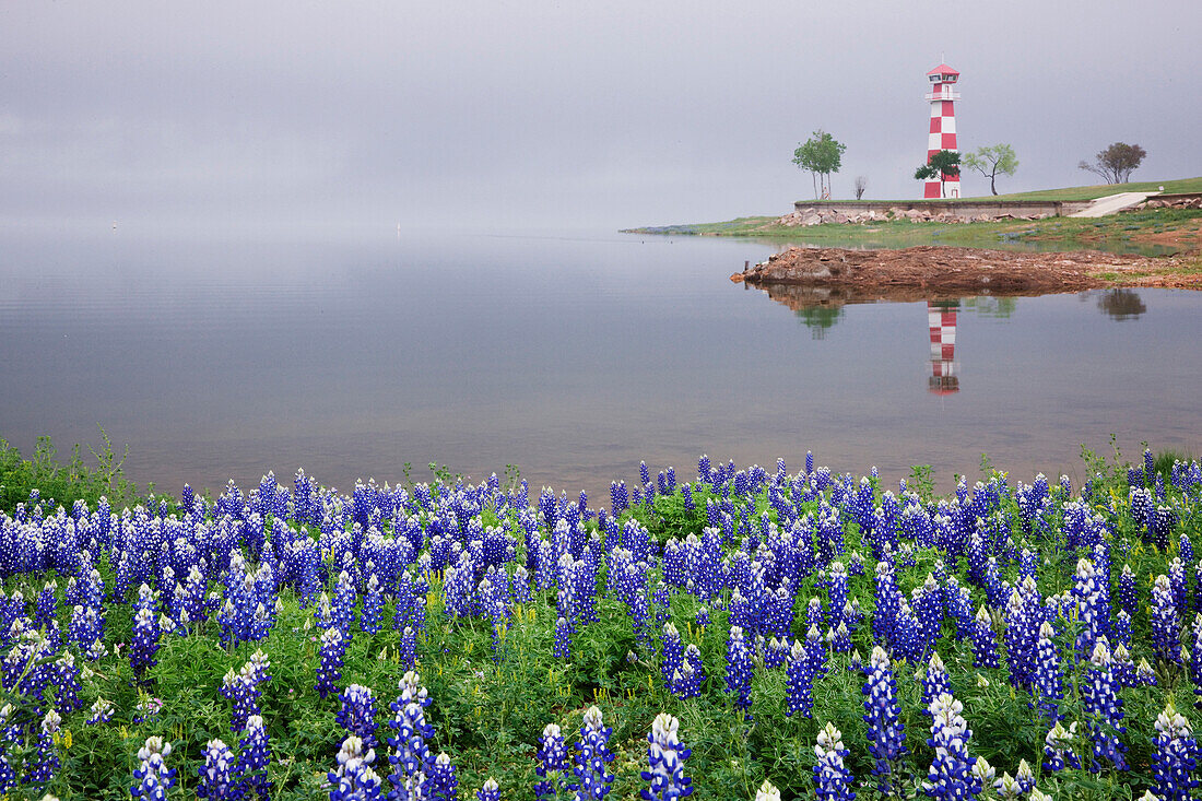 Blue Bonnets on a Beach with Lighthouse, Texas, USA