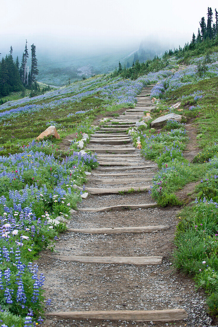 Wild flowers in the valley at Tipsoo Lake, in Mount Rainer national park, Mount Rainier, Washington, USA