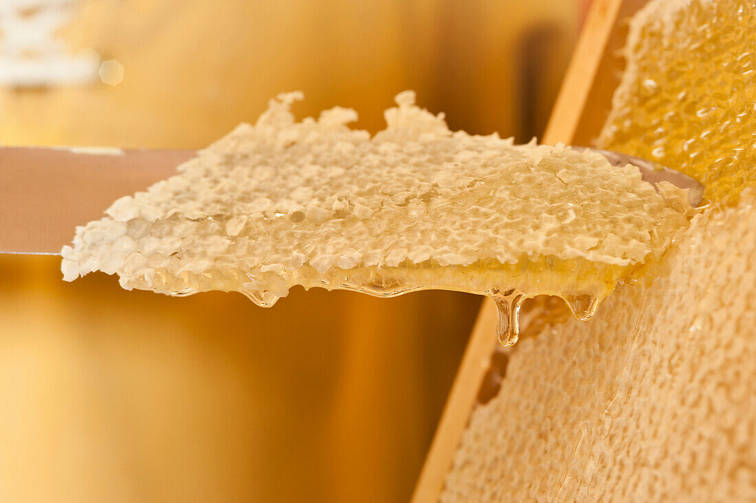 Close up of knife cutting honeycomb, Ton, Trentino, Italy