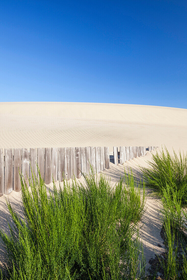 Wooden fence and green shrubs on sand dune, Florence, Oregon, USA