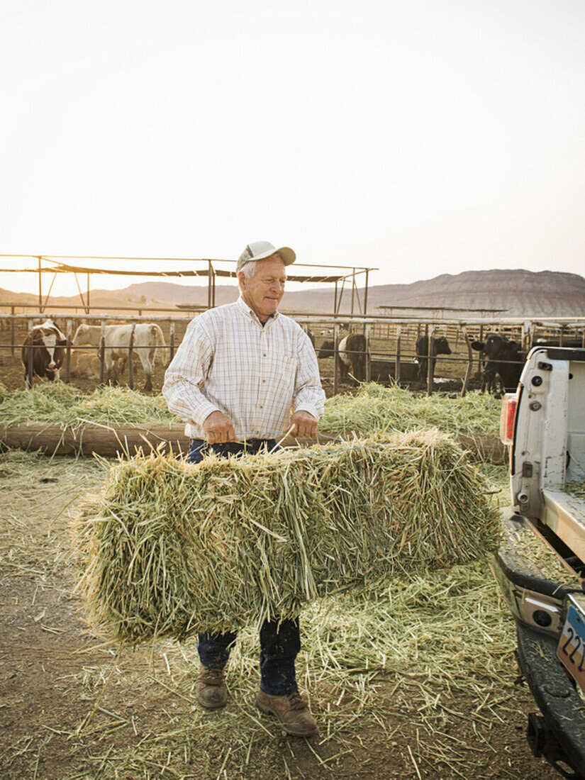 Caucasian farmer carrying hay bale, Saint George, Utah, USA