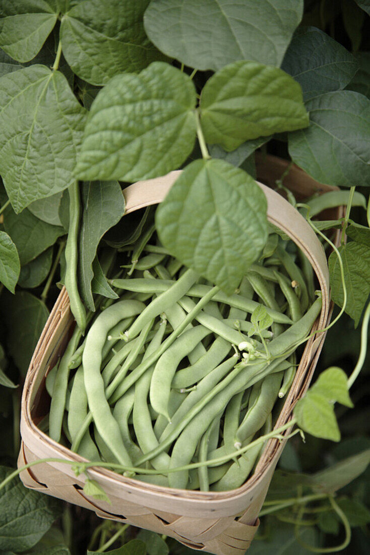 Basket of fresh picked green beans, Santa Fe, New Mexico, USA