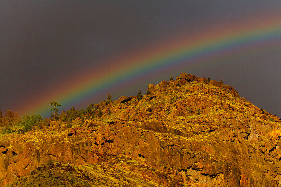 Rainbow and canarian pine trees, rocks, mountains, Valley of El Risco, near Agaete, Natural Preserve, Parque Natural de Tamadaba, UNESCO Biosphere Reserve, West coast, Gran Canaria, Canary Islands, Spain, Europe