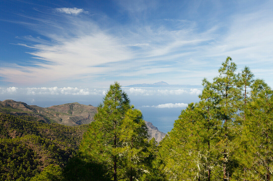 Blick vom Tamadaba Kiefernwald zum Teide Vulkankrater, kanarische Kiefern, Naturschutzgebiet, Naturpark Tamadaba, UNESCO Biosphärenreservat, Westküste, Gran Canaria, Kanarische Inseln, Spanien, Europa