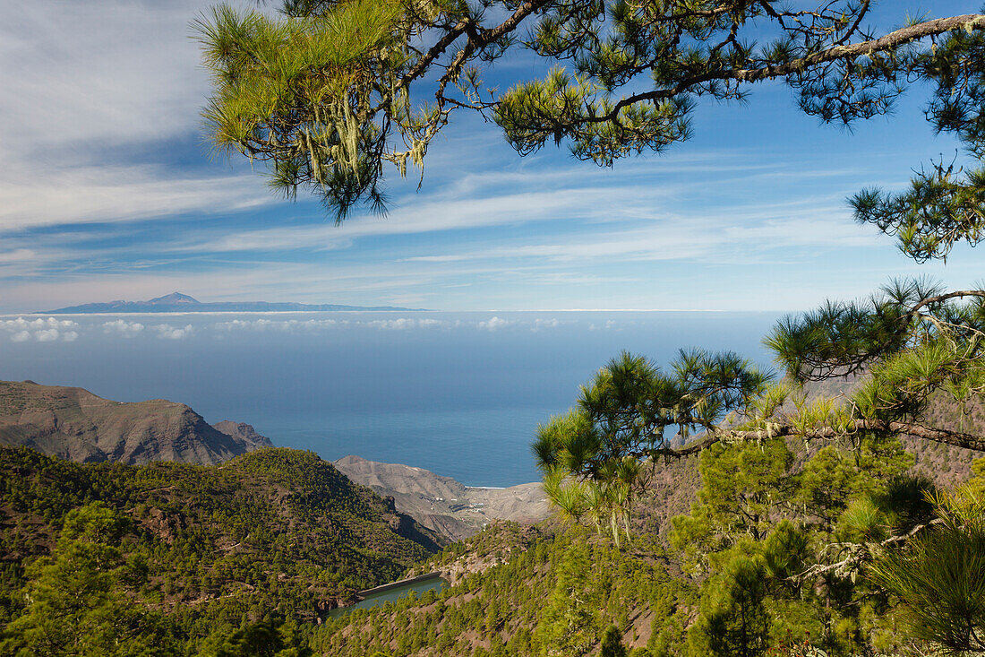 View from Tamadaba pine forest to the beach of El Risco, Playa del Risco, Teide volcano, canarian pine trees, mountains, beach of El Risco, Natural Preserve, Parque Natural de Tamadaba, UNESCO Biosphere Reserve, West coast, Gran Canaria, Canary Islands, S