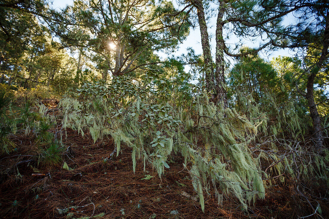 Beard lichen, lat. Usnea, Tamadaba pine forest, canarian pine trees, mountains, Natural Preserve, Parque Natural de Tamadaba, UNESCO Biosphere Reserve, West coast, Gran Canaria, Canary Islands, Spain, Europe