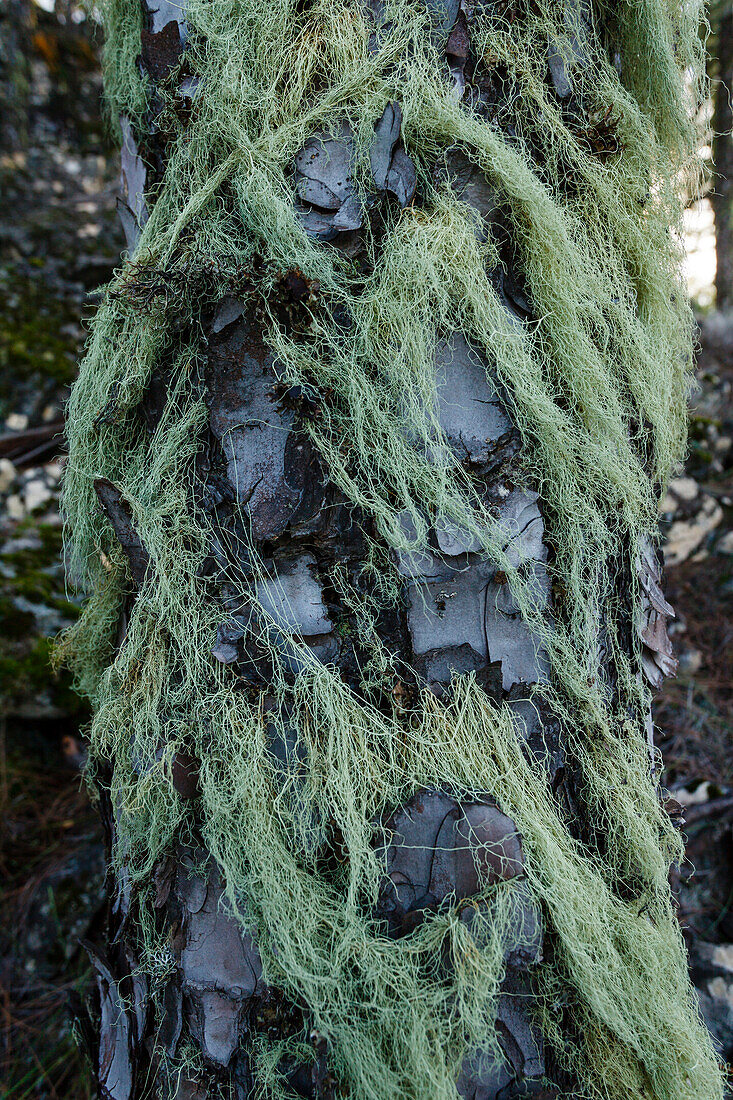 beard lichen, lat. Usnea, Tamadaba pine forest, canarian pine trees, hiking, mountains, Natural Preserve, Parque Natural de Tamadaba, UNESCO Biosphere Reserve, West coast, Gran Canaria, Canary Islands, Spain, Europe