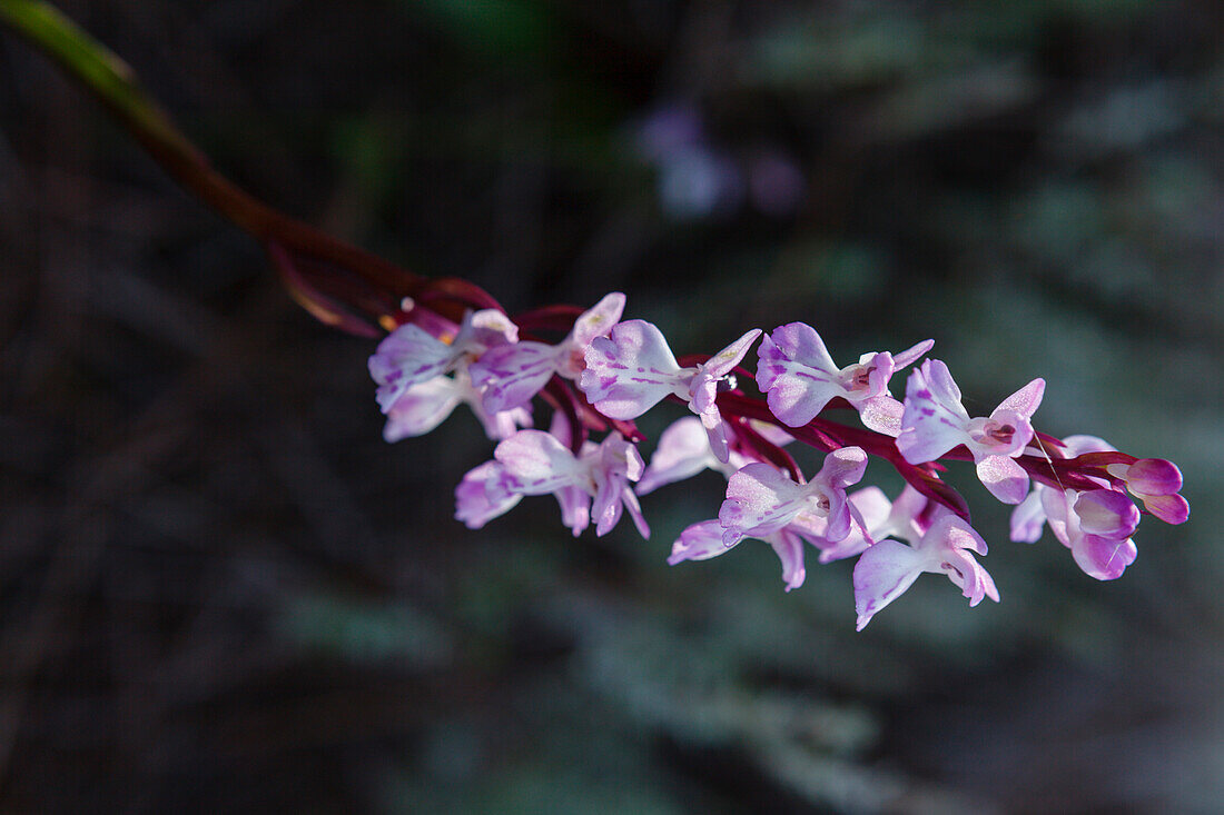 lat. Orchis patens ssp. caraniensis, orchid flower, Tamadaba pine forest, canarian pine trees, mountains, Natural Preserve, Parque Natural de Tamadaba, UNESCO Biosphere Reserve, West coast, Gran Canaria, Canary Islands, Spain, Europe